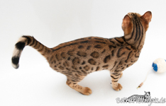 Bengalen Cat Zucht